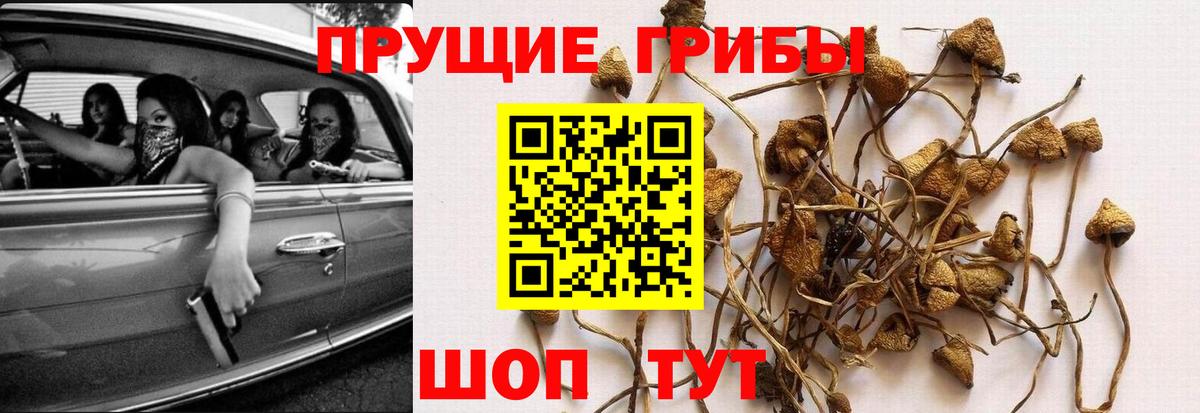 Псилоцибиновые грибы Cubensis Сергиев Посад